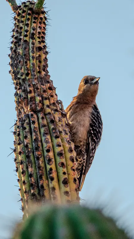 F14: carpintero de Gila sobre un cactus