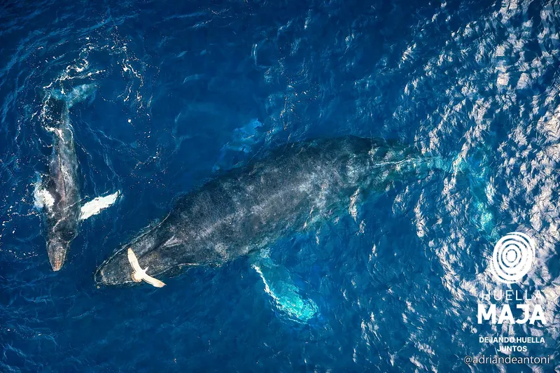 F15: ballena jorobada con su cría, marca Huella MAJA