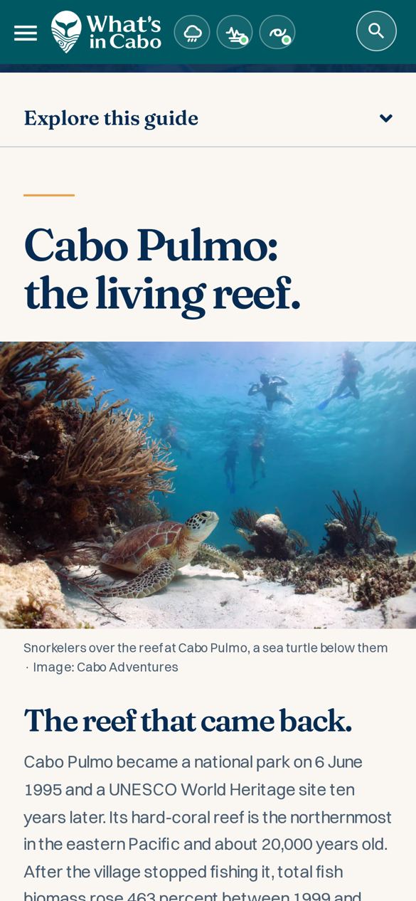 Cabo Pulmo móvil