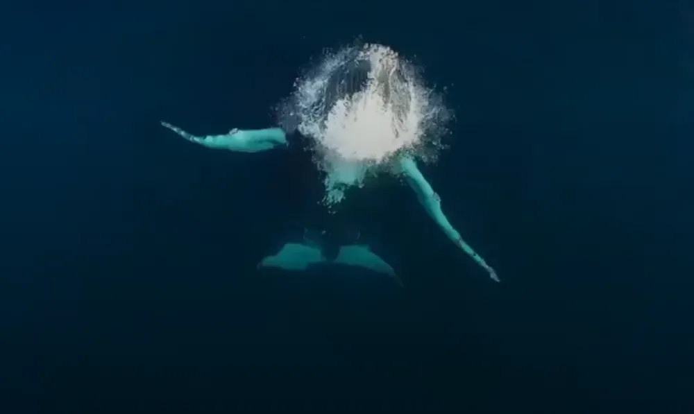 Primera pantalla del celular: más video y un buscador que invite