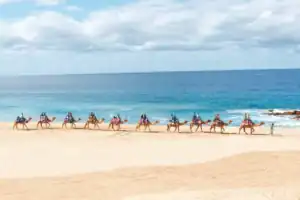 Camel caravan riding along Migriño Beach near Cabo San Lucas with Cactus Tours