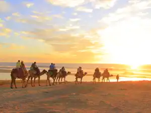 Camel caravan at sunset on the Pacific coast of Los Cabos