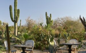 Bistro tables set among cardón cactus and seasonal plantings in the organic garden
