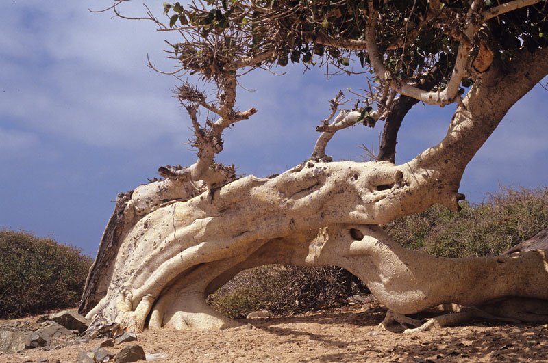 Fig Tree Beach gallery 1