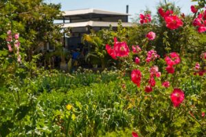 Organic garden in bloom with pink hollyhocks and planting beds, the palapa restaurant visible in the background