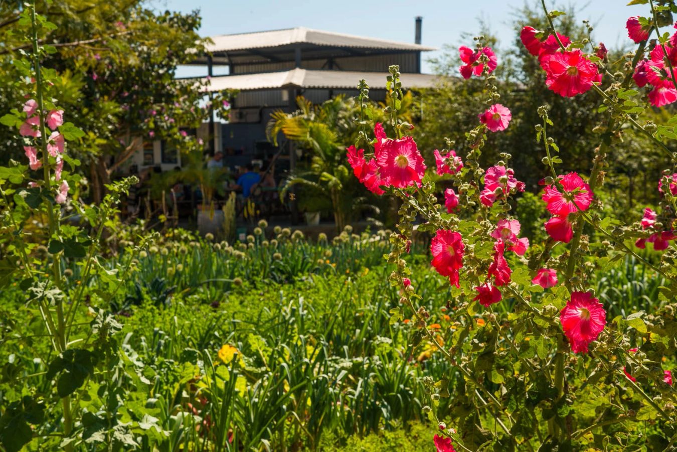 Organic garden in bloom with pink hollyhocks and planting beds, the palapa restaurant visible in the background