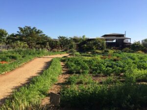 Wide view of the dirt garden path leading through the hortaliza toward the open-air palapa dining structure