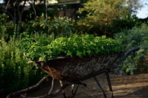 Rustic metal wheelbarrow overflowing with fresh-cut mint (hierbabuena) in the garden