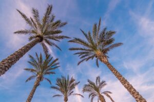 Tall palm trees against a clear blue sky over the garden, capturing the open-air desert setting