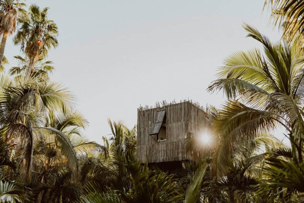 Acre Tree Houses — a wooden cabin raised on stilts among tall palms