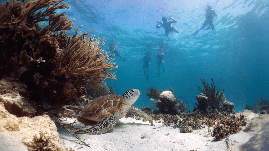 Snorkelers over the reef at Cabo Pulmo, a sea turtle below them