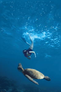 Snorkeler and sea turtle swimming in blue water during the two-bay tour