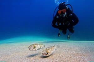 Scuba diver watching pufferfish over a sandy bottom in Los Cabos