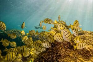 School of yellow reef fish photographed underwater in Cabo San Lucas