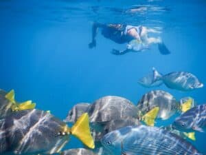 Underwater fish seen during the Cabo Expeditions snorkeling route