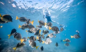 School of fish seen during the snorkeling portion of the Arch kayak tour