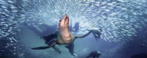 Sea lion swimming through a school of fish near Los Cabos
