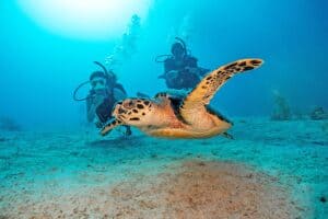 Scuba divers observing a sea turtle underwater with Dive Cabo