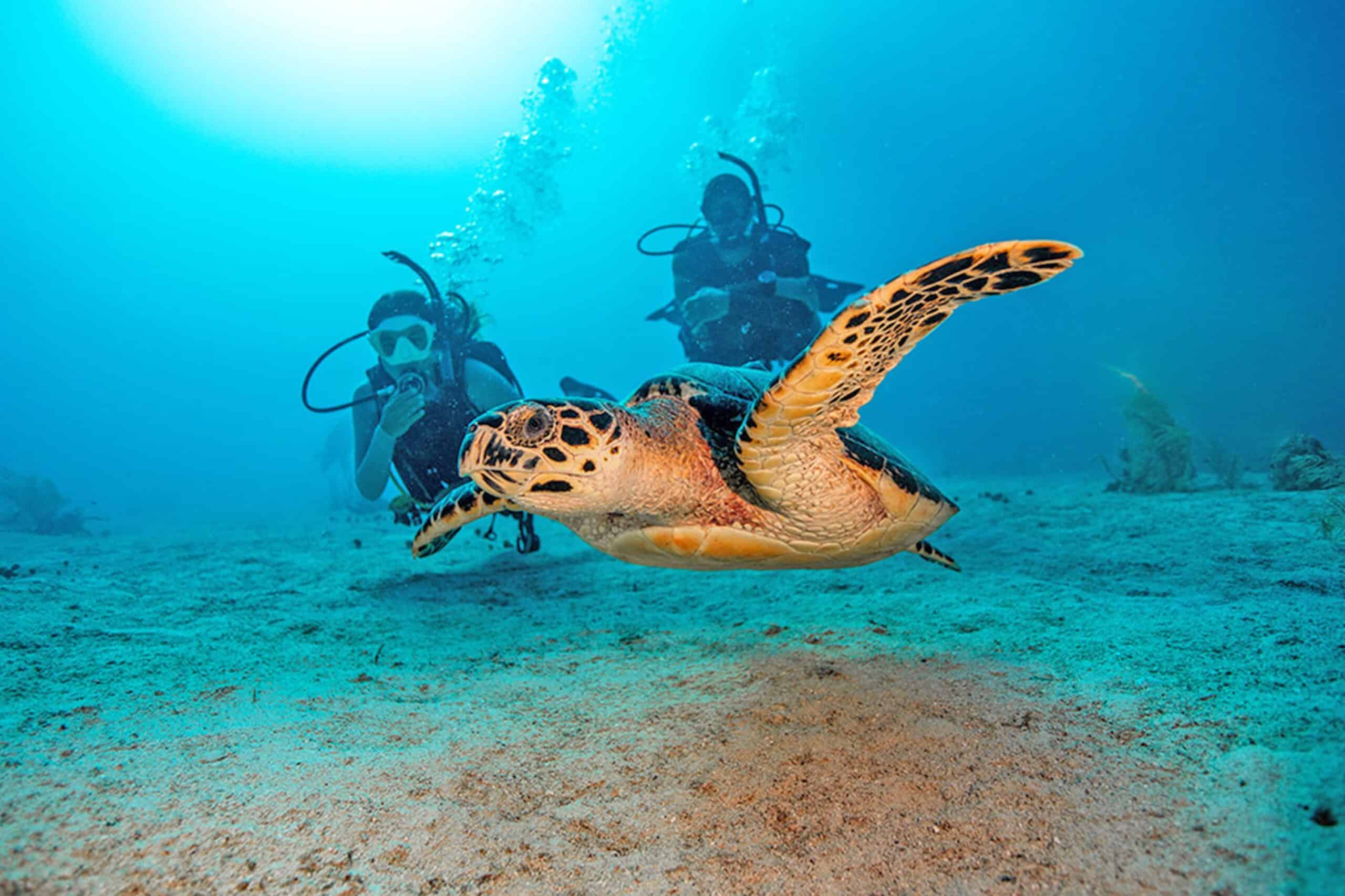 Scuba divers observing a sea turtle underwater near Cabo San Lucas