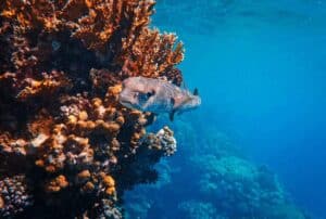 Pufferfish beside a coral reef during a Cabo scuba dive