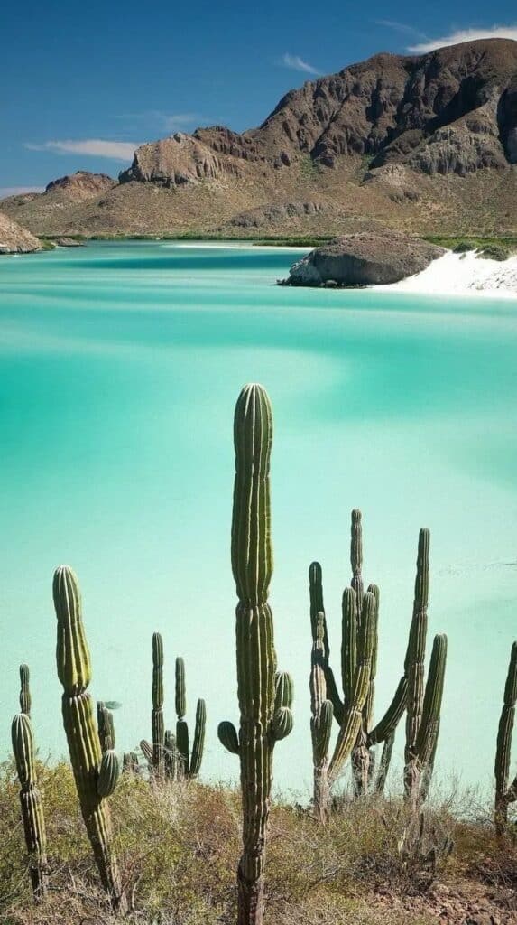 Cardon cactus in the foreground with the turquoise shallows of Balandra Beach behind