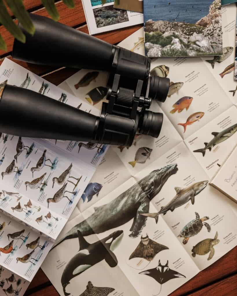 Binoculars resting on an illustrated chart of Sea of Cortes marine life at One and Only Palmilla