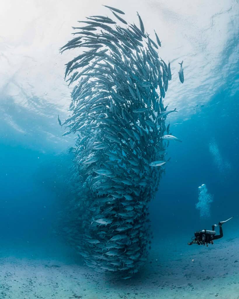 A diver beneath a swirling school of jack fish at Cabo Pulmo