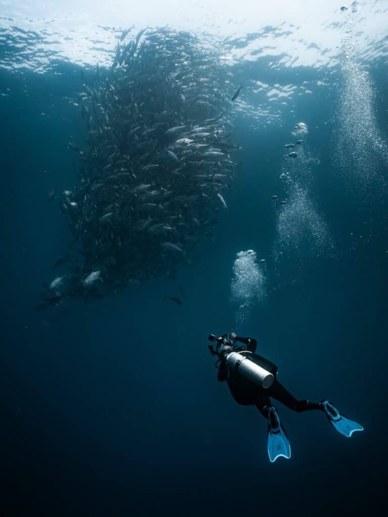 A diver looking up at a school of fish at Cabo Pulmo