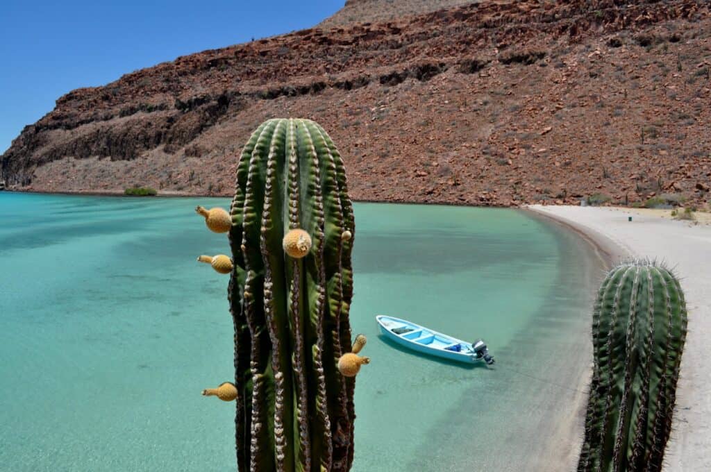 A cardón over a turquoise cove of Isla Espíritu Santo