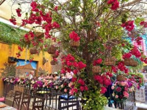A flowering tree hung with wicker lanterns over the flower-lined patio tables at Jazmin's Restaurant