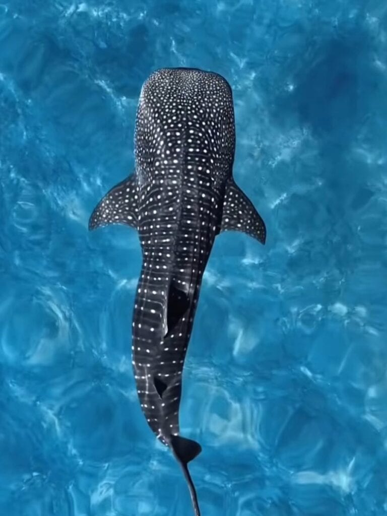 A whale shark seen from above in the blue water of Bahía de La Paz