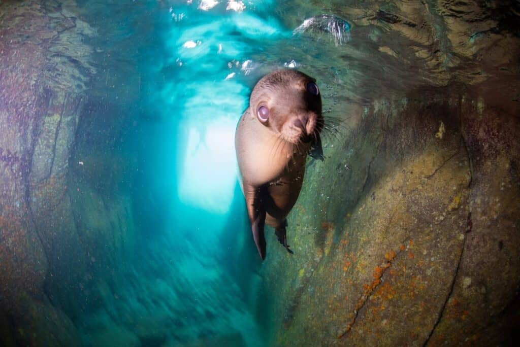 A sea lion hovering in a sunlit underwater cave at Isla Espíritu Santo