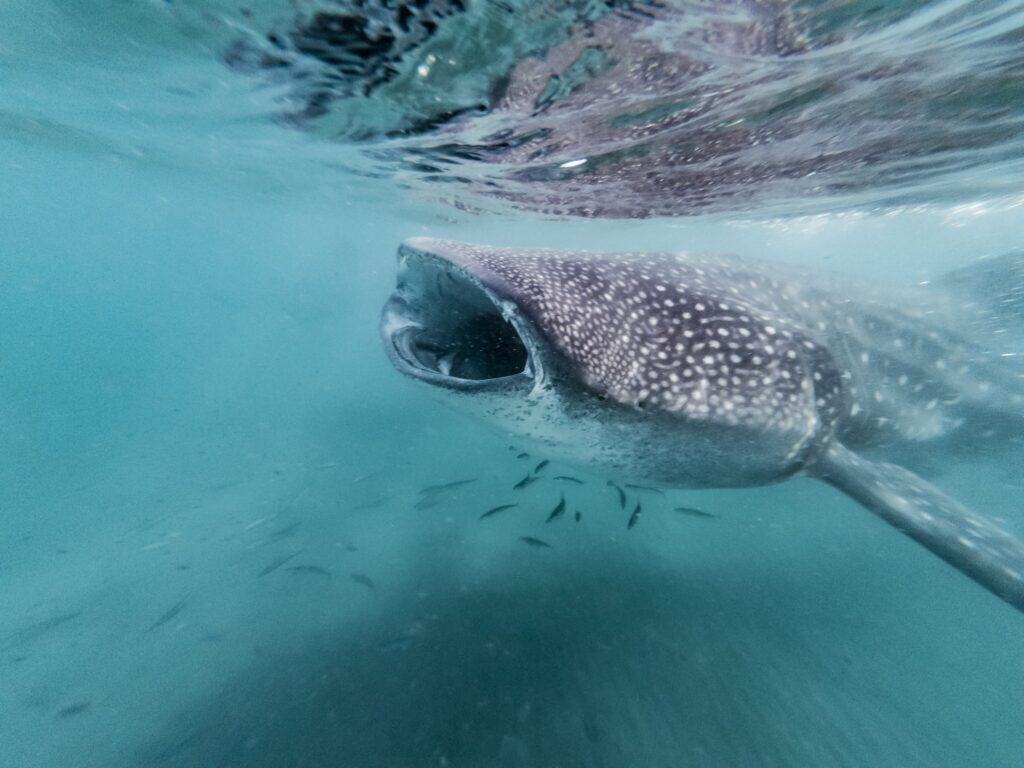 A whale shark feeding at the surface in Bahía de La Paz