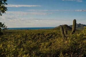 The desert and cardón cactus running down to the Sea of Cortés, seen from the Monte Cardón estate