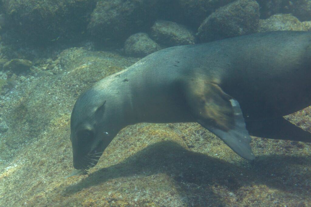 A California sea lion underwater in the Sea of Cortez