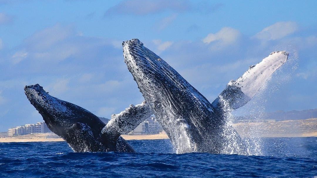 Two humpback whales breaching off Los Cabos
