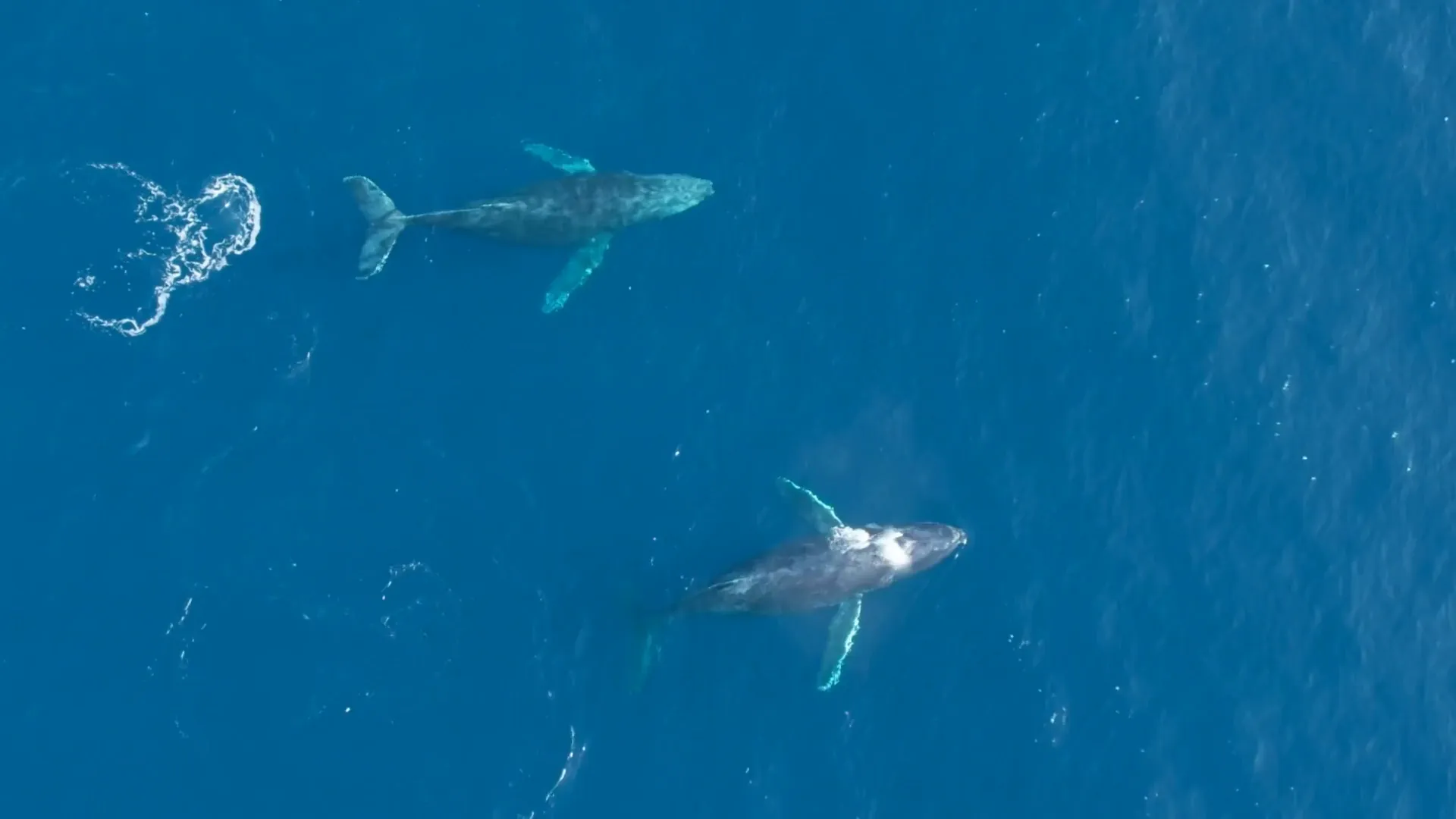 Humpback whales seen from the air, the opening shot of Adrián De Antoni’s reel of Baja California Sur