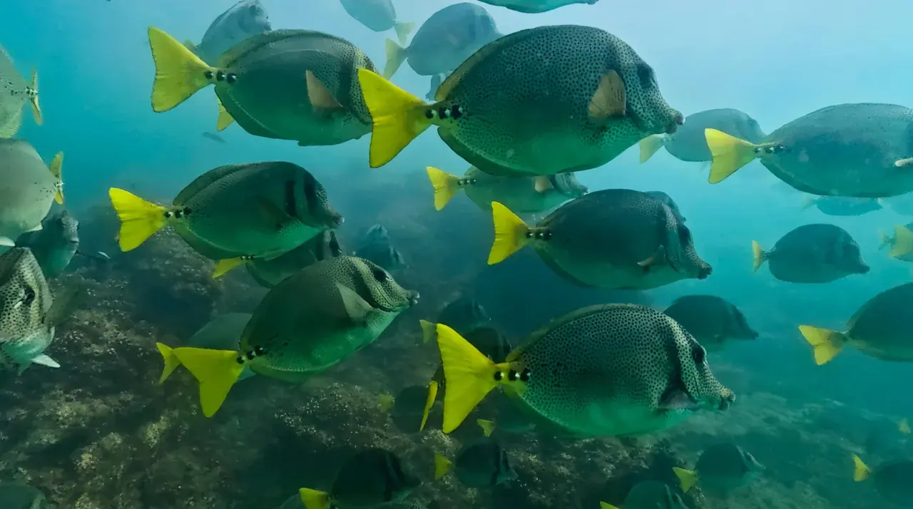 School of yellowtail surgeonfish, spotted grey with bright yellow tails, passing over a rocky reef in Baja California Sur — photo by Adrián De Antoni