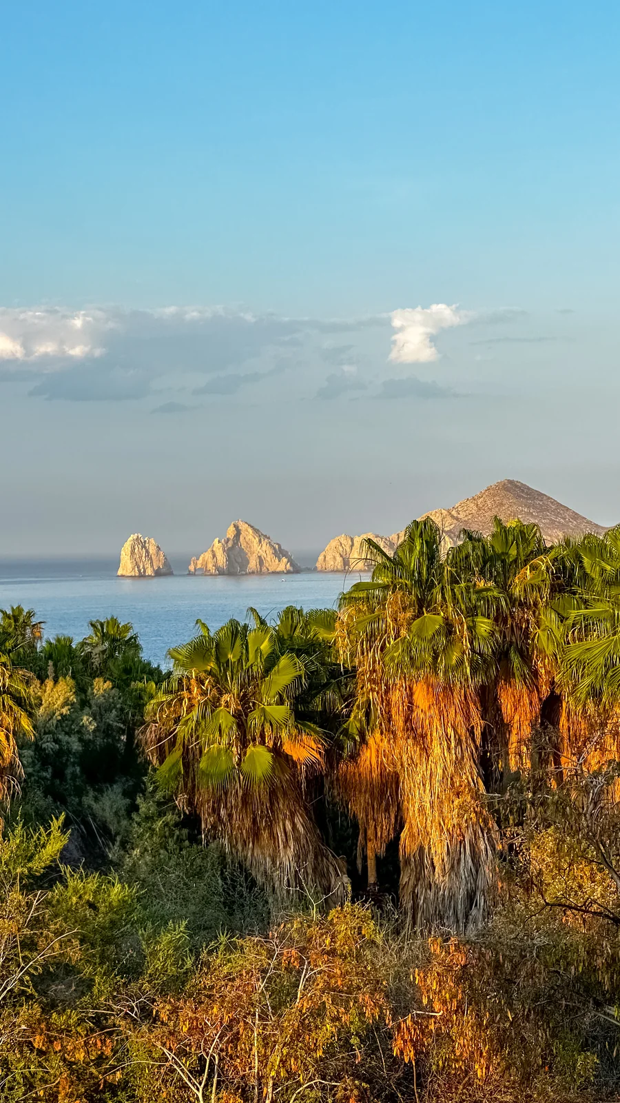 El Arco and the Land's End rocks of Cabo San Lucas in soft morning light, seen over fan palms — photo by Adrián De Antoni