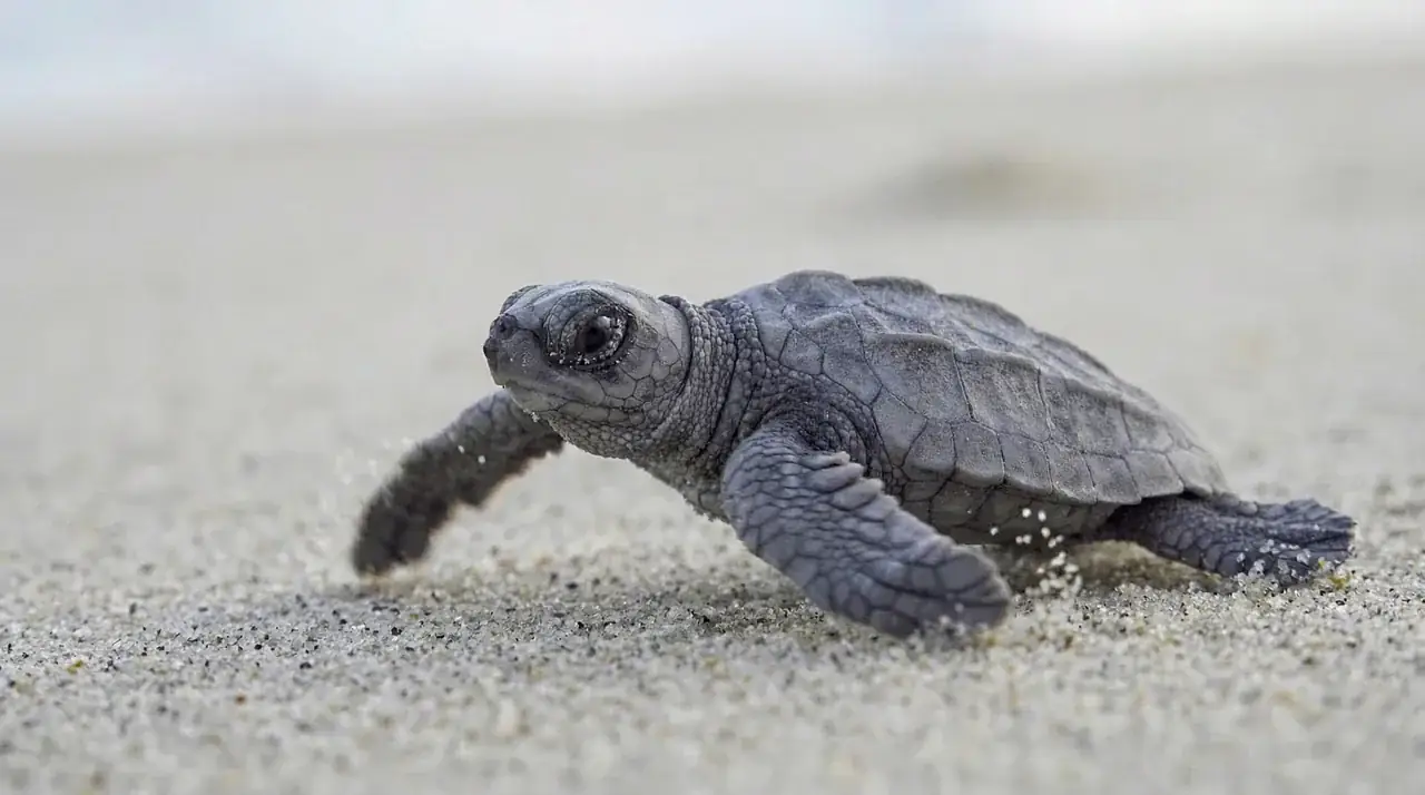 An olive ridley sea turtle hatchling crawling across the sand toward the sea