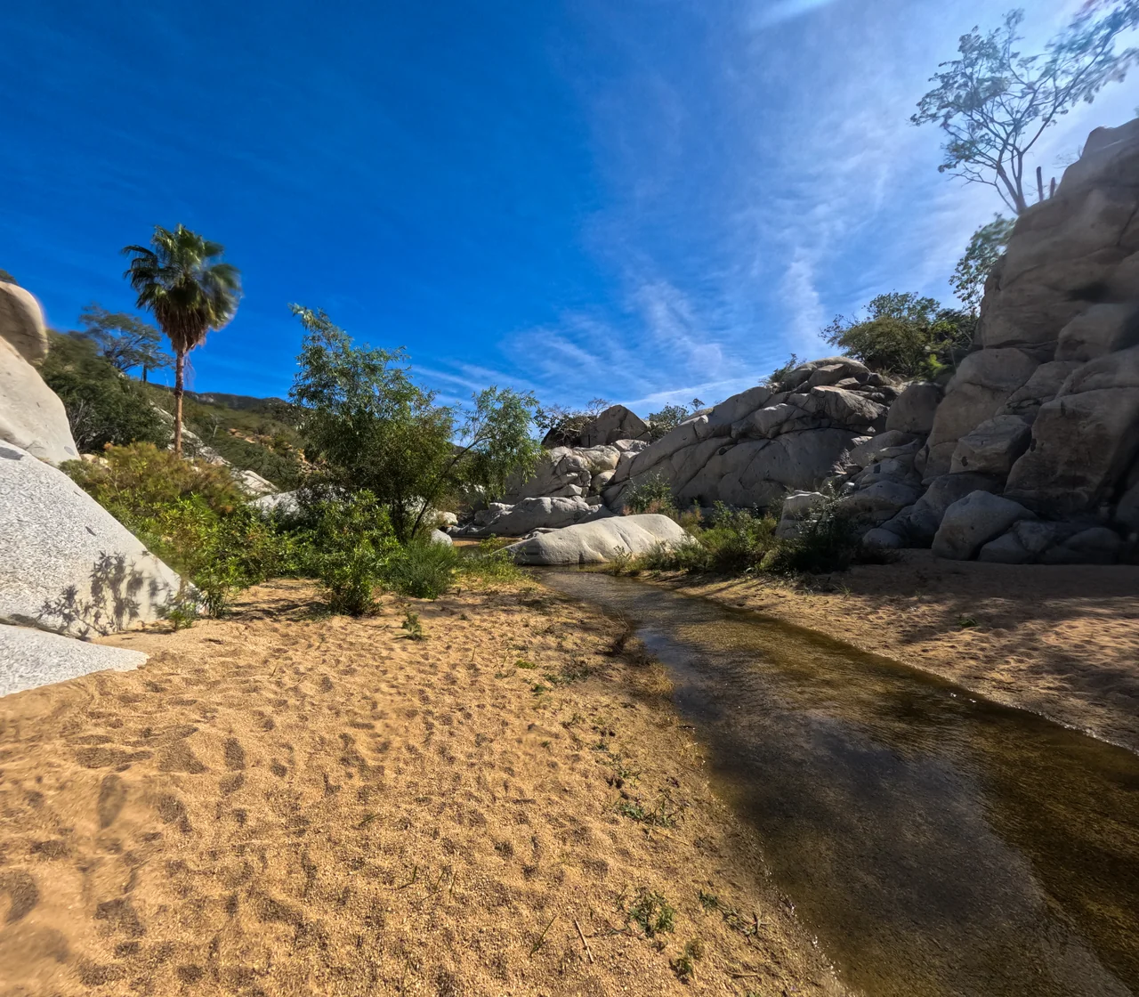 Sandy arroyo with a shallow stream, a tall fan palm and granite walls at Rancho Ecológico El Refugio in the Sierra de la Laguna — photo by Adrián De Antoni