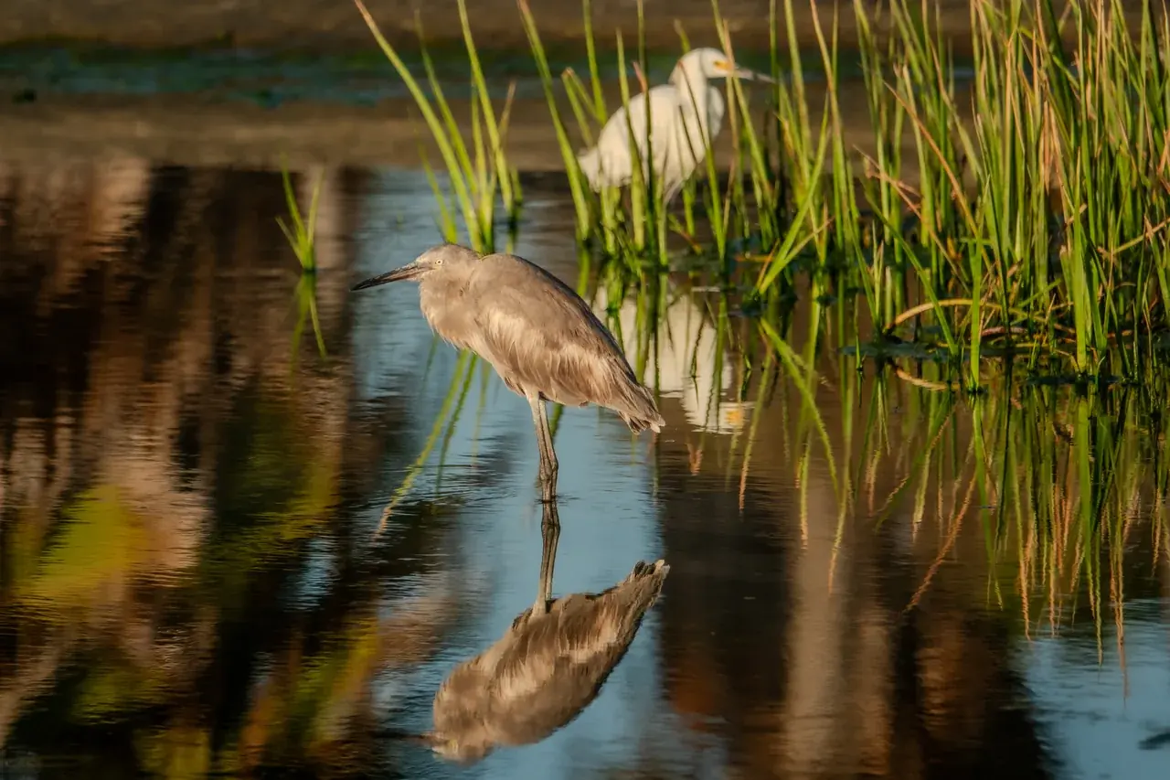 Young reddish egret reflected in still water, with a snowy egret among the reeds behind — photo by Adrián De Antoni
