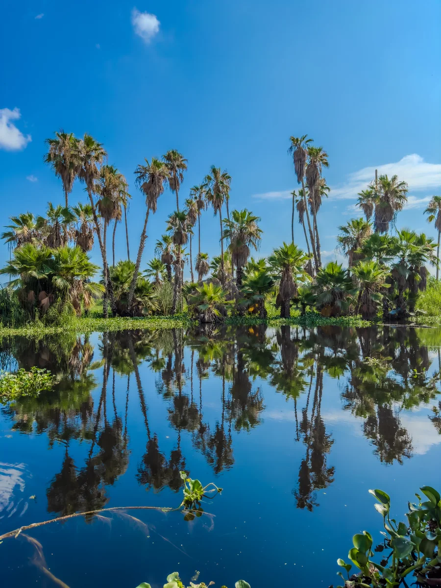Palms reflected in the still water of the San José del Cabo estuary under a blue sky — photo by Adrián De Antoni