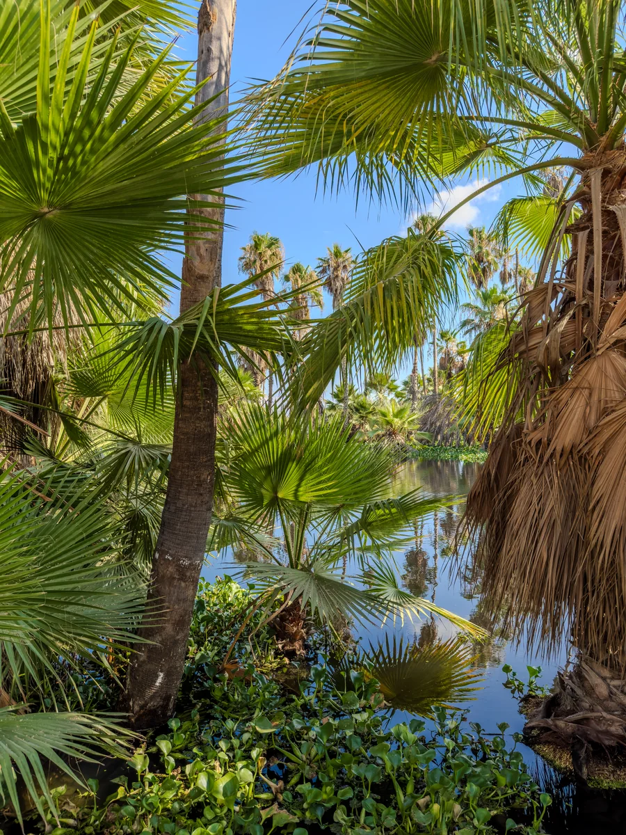 Fan palms and lush vegetation along the estuary of San José del Cabo — photo by Adrián De Antoni